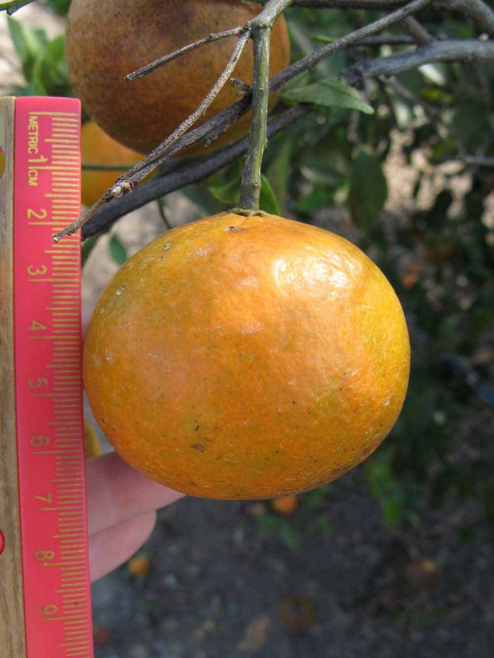            Fruit (Winter Haven, FL)   